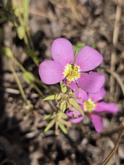 Sabatia campestris, photograph author not stated, no rights reserved