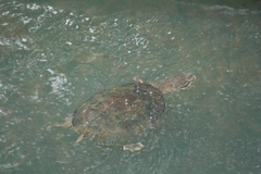 Phrynops williamsi