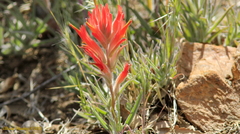 Castilleja subinclusa