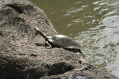 Phrynops williamsi