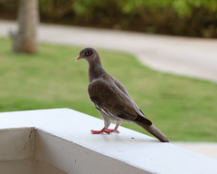 Patagioenas corensis