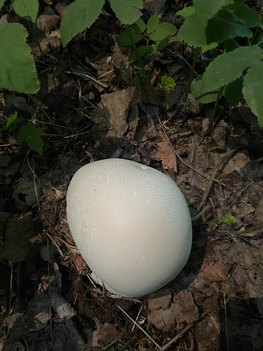 giant puffball