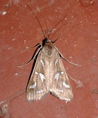 Diastictis