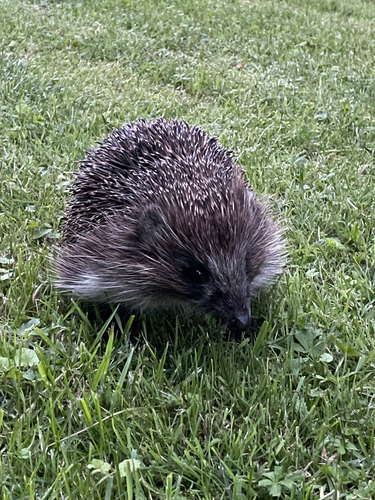 Northern White-breasted Hedgehog
