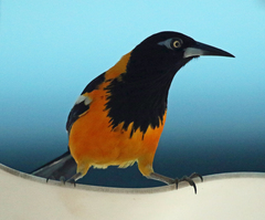 Icterus icterus