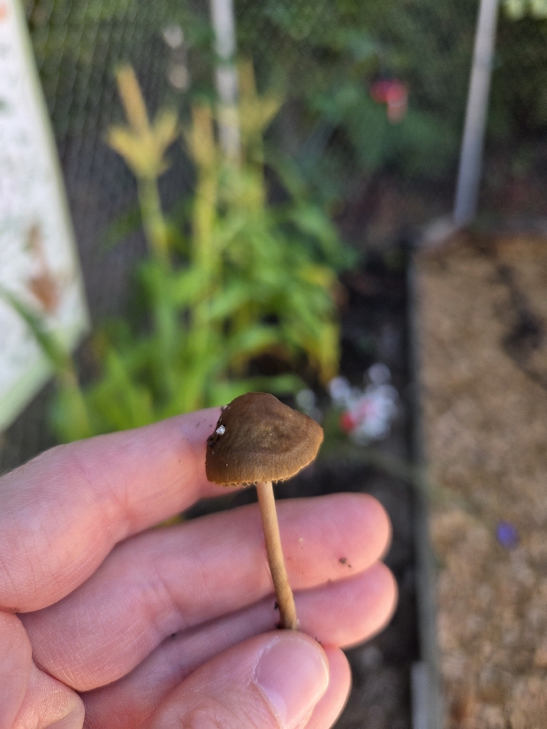 Banded Mottlegill · July 2026 · photo: Photo: (c) Mandy Hackney, some rights reserved (CC BY) · iNaturalist
