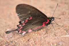 Mimoides lysithous