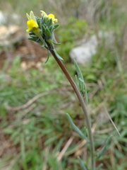 Linaria simplex