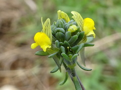 Linaria simplex