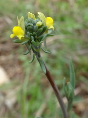 Linaria simplex