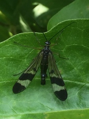 Panorpa japonica