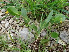 Coronilla scorpioides