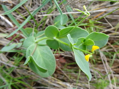 Coronilla scorpioides