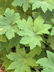 author not stated, no rights reserved Pelargonium hispidum, photograph author not stated, no rights reserved