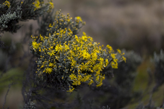 Monticalia empetroides