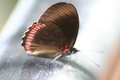 Biblis hyperia nectanabis