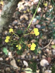 Trichocentrum ascendens
