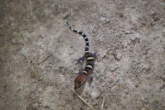 Coleonyx