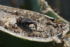 Cactophagus spinolae
