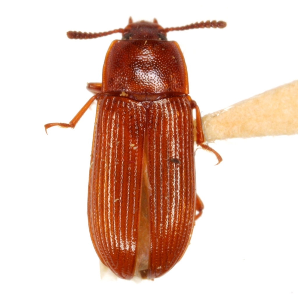 Metaclisa seditiosa