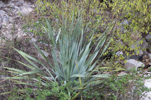 Dasylirion berlandieri