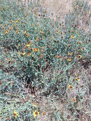 Texas blueweed
