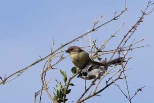 Shrike-like Tanager (Neothraupis fasciata), photo 2
