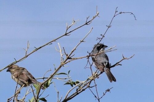 Shrike-like Tanager (Neothraupis fasciata), photo 1