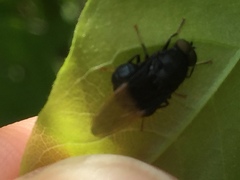 Craspedometopon basale