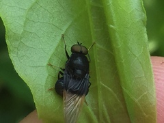 Craspedometopon basale