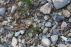 Zephyranthes drummondii