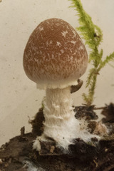 Psathyrella frustulenta