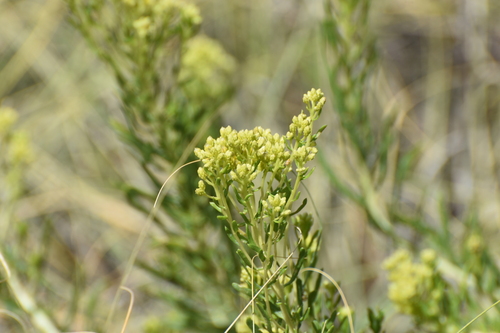Southern Goldenbush