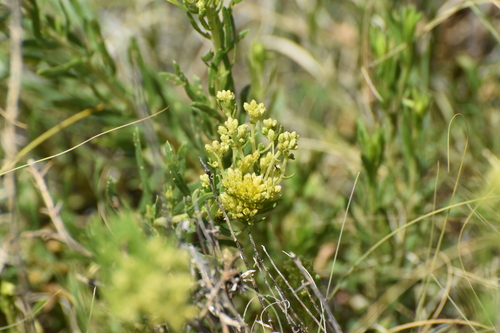 Isocoma pluriflora, photograph 1