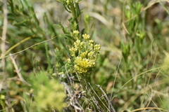 Isocoma pluriflora, photograph (c) Ryan Watson, some rights reserved (CC BY)
