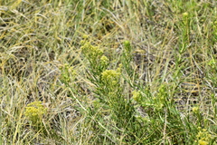 Isocoma pluriflora, photograph (c) Ryan Watson, some rights reserved (CC BY)