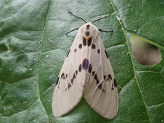 Amsactoides solitaria
