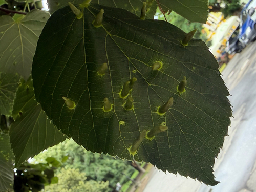 Red Nail Gall Mite