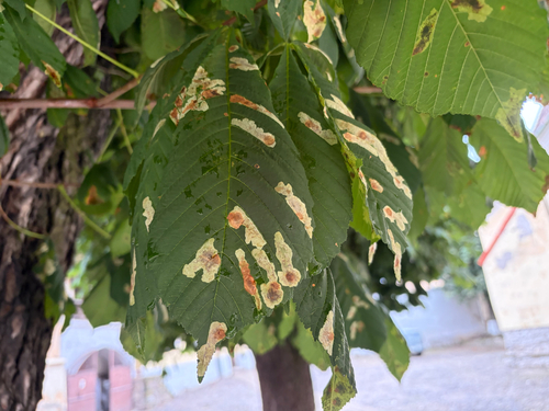 Horse-chestnut Leafminer
