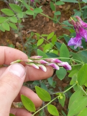 Lathyrus polyphyllus