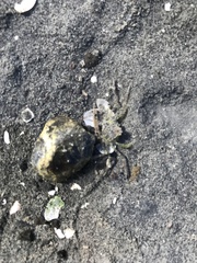 Halicarcinus