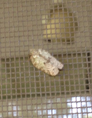 Flatoidinus punctatus