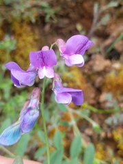 Lathyrus polyphyllus