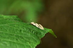 Amsactoides solitaria