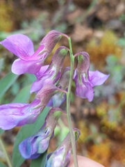 Lathyrus polyphyllus