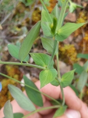 Lathyrus polyphyllus