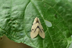 Amsactoides solitaria