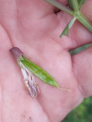 Lathyrus polyphyllus