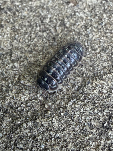 Versicolored Pill Woodlouse
