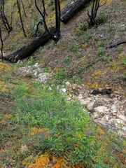 Lathyrus polyphyllus